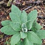 Verbascum phlomoides Fuelha