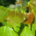 Populus x canadensis Altul/Alta