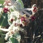 Asclepias californica Virág