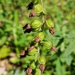 Epipactis helleborine फल