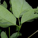 Fridericia candicans पत्ता
