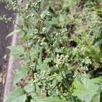 Chenopodiastrum hybridum 花