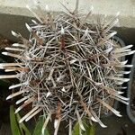 Ferocactus herrerae Foglia