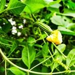 Luffa acutangula Fruit