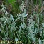 Atriplex pedunculata 整株植物