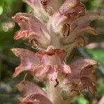 Orobanche rapum-genistae Flor