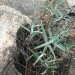 Helianthemum syriacum Hoja