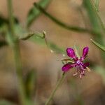 Clarkia rhomboidea Blüte