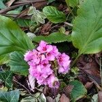 Bergenia crassifolia Blomst