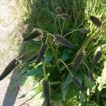 Plantago argentea Fula