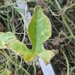 Cucumis anguria Leaf