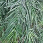 Afrocarpus gracilior Foglia