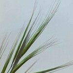 Bromus diandrus Leaf