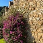 Bougainvillea glabra花