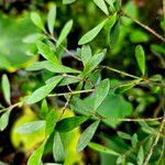 Psychotria lycioides Leaf