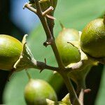 Lagerstroemia speciosa Fruit