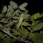 Calliandra tergemina Folha