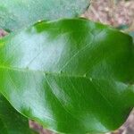 Coffea mauritiana Leaf