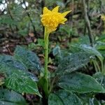 Coccineorchis standleyi Flor