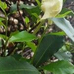 Brunfelsia americana Flor