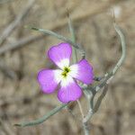 Malcolmia littorea Други