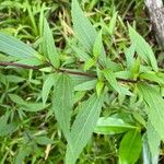 Ageratina riparia葉