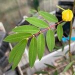 Senna sophera List