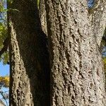 Phellodendron amurense Bark