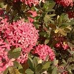 Ixora chinensisBlomst