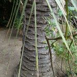 Butia capitata Bark