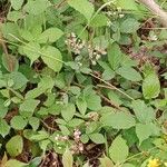 Rubus echinatus Habit