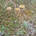Carlina vulgaris 形態