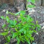 Vaccinium angustifolium Leaf