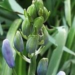 Camassia leichtlinii फूल