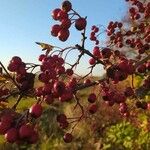 Crataegus azarolus Плод