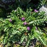 Cirsium acaulon Habitat