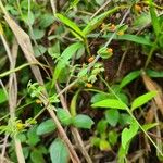 Galium hypocarpium Bark