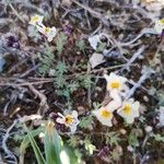Linaria amethystea Flower