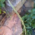 Elymus caninus Fruit