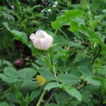 Rosa corymbifera Fruto