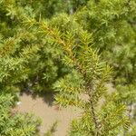 Juniperus macrocarpa Blad