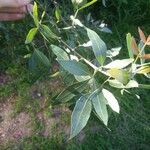 Lithraea molleoides Hoja