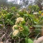 Angophora hispida ᱥᱟᱠᱟᱢ