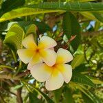 Plumeria alba Hoja