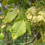 Ptelea trifoliata पत्ता