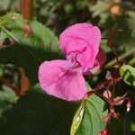 Impatiens glanduliferaപുഷ്പം