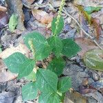 Cyathula prostrata Blatt