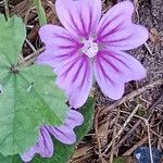 Malva neglecta Květ