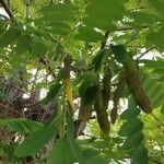 Robinia pseudoacacia 果実