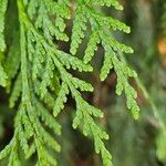 Thuja plicata 叶